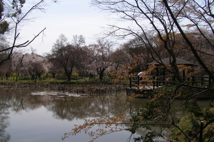 Lake in Kioto botanic garden